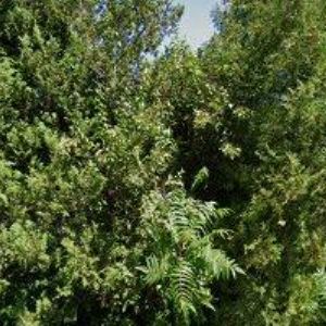 obrazek: avatar SVATEBNÍ KAMERAMAN