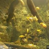 INTERNATIONAL HOLDING ENVI