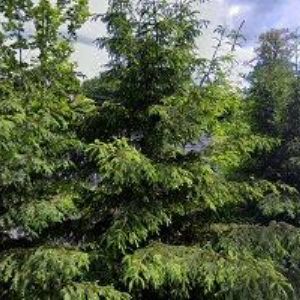 obrazek: avatar HYDROIZOLACE HAAS