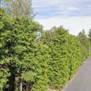 obrazek: avatar STUDIO STRUSKA