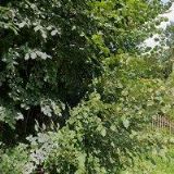 OBEC Bartošovice v Orlických horách