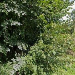 obrazek: avatar OBEC Bartošovice v Orlických horách