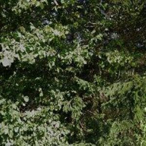 obrazek: avatar OBEC Ohaveč