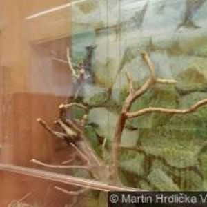 obrazek: avatar TISKÁRNA SMOLA