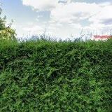 ČESKÝ RYBÁŘSKÝ SVAZ MO Solnice