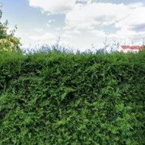 obrazek: avatar ČESKÝ RYBÁŘSKÝ SVAZ MO Solnice