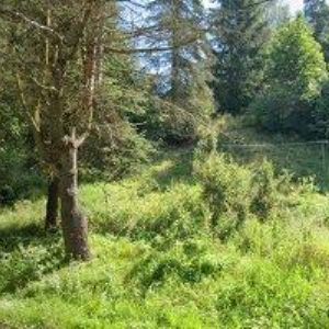 obrazek: avatar PEŠKOVÁ ALENA Ing.