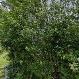 DUŠEK VLADIMÍR Ing.