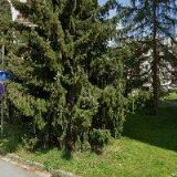 PECEN JAN