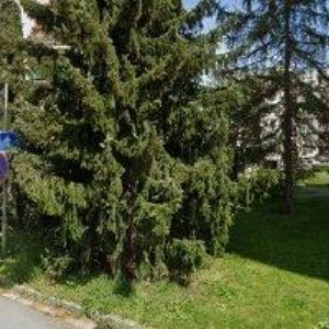 obrazek: avatar PECEN JAN