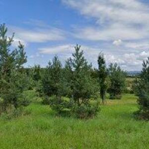 obrazek: avatar OBLUK PETR