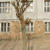 LUKÁŠOVÁ HELENA MUDr.