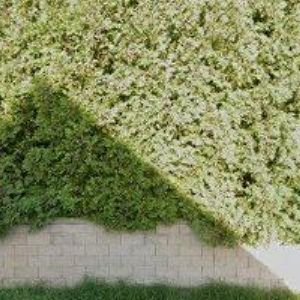 obrazek: avatar HONZÁK IVAN