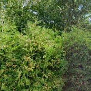 obrazek: avatar KÁBRT JAN