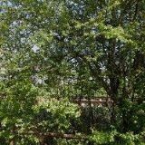 MLADÍ OCHRÁNCI PŘÍRODY, BIMBRLATA