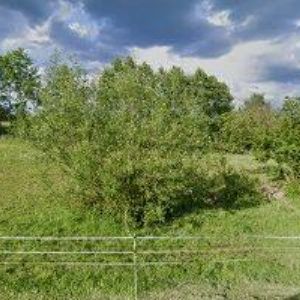 obrazek: avatar PSÍ DOMOV