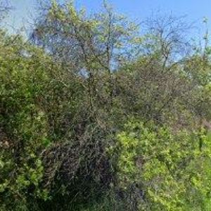 obrazek: avatar RAALTRANS