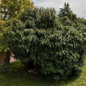 obrazek: avatar ČESKÝ RYBÁŘSKÝ SVAZ MO Kostelec nad Orlicí