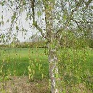 obrazek: avatar FARNÍ SBOR ČESKOBRATRSKÉ CÍRKVE EVANGELICKÉ V JASENNÉ