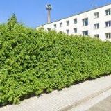 NYKLÍČEK OTAKAR MUDr.