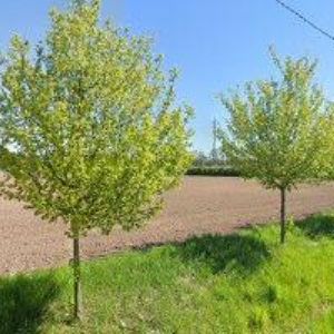 obrazek: avatar TUČEK LADISLAV