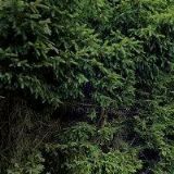 ZVIČINSKÉ UZENINY A LAHŮDKY s.r.o.