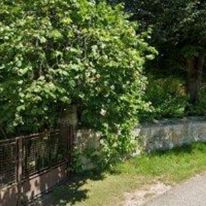 obrazek: avatar CESKEPOVLECENI.CZ