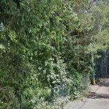 ŠTAFFOVÁ MIROSLAVA