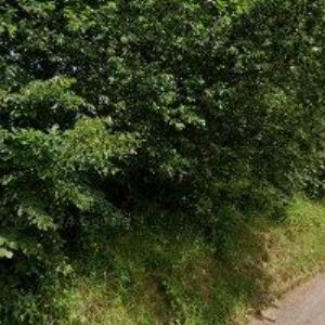 obrazek: avatar MACHOVA LUCIE-MALOVANY OBCHOD