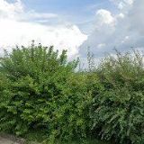 PETÍRA LEOŠ-PL SERVIS