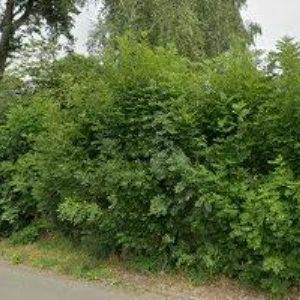 obrazek: avatar BEAUTIFUL WOMEN