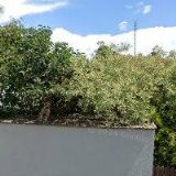 ULBRICHOVÁ MILENA MUDr.