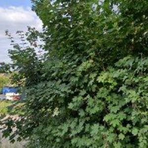 obrazek: avatar PERNT-ORO , s.r.o.