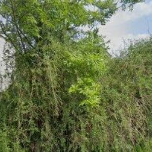 obrazek: avatar TRUHLÁŘSTVÍ-DRESLER JINDŘICH