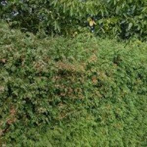 obrazek: avatar MUCHA IVO