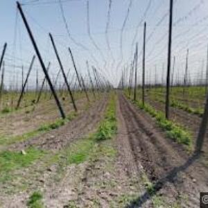 obrazek: avatar ZEMĚDĚLSKÉ DRUŽSTVO PODLESÍ ROČOV
