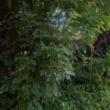 PLATIL VLASTIMIL Ing.