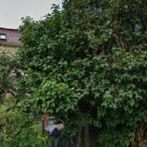 obrazek: avatar PEČOVATELSKÁ SLUŽBA TRUTNOV