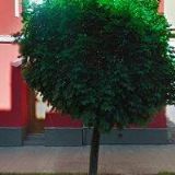 VETERINÁRNÍ KLINIKA LOUNY