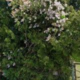 ENGELOVÁ LIBUŠE-KRMIVA CHOMUTOV