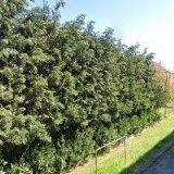 VÍTEK MIROSLAV-ZÁMEČNICTVÍ