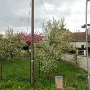 obrazek: avatar BRUSNICKÝ JOSEF