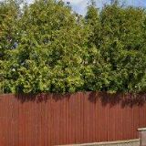 DVOŘÁKOVÁ MALÁ MONIKA