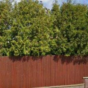 obrazek: avatar DVOŘÁKOVÁ MALÁ MONIKA