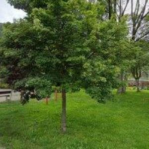 obrazek: avatar NOVÁK PETR MUDr.