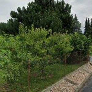 obrazek: avatar MÁDROVÁ LENKA