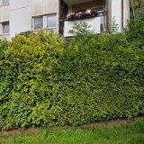 VIOLA KRATOCHVÍLOVÁ