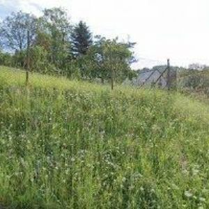 obrazek: avatar DAVID MIKŠÍK