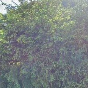 obrazek: avatar VÍCH JIŘÍ