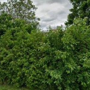 obrazek: avatar MIROSLAV MACÁK